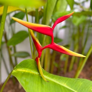 Heliconia Marginata Red Hanging Rhizome