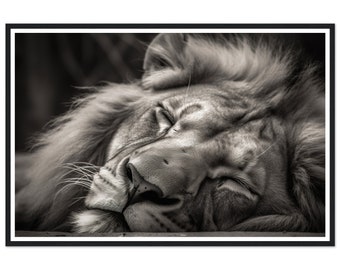 May include: A black and white photograph of a lion sleeping with its eyes closed. The lion's mane is visible and its whiskers are prominent.