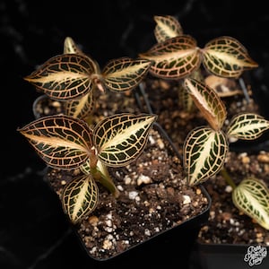 Anoectochilus Albolineatus Center Variegated Tc Plantlet