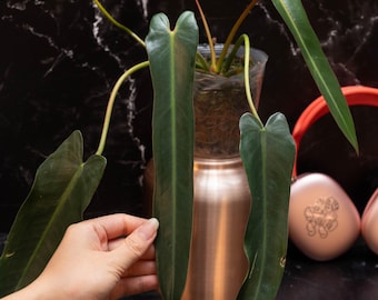 Philodendron Spiritus-Sancti Tc Plantlet