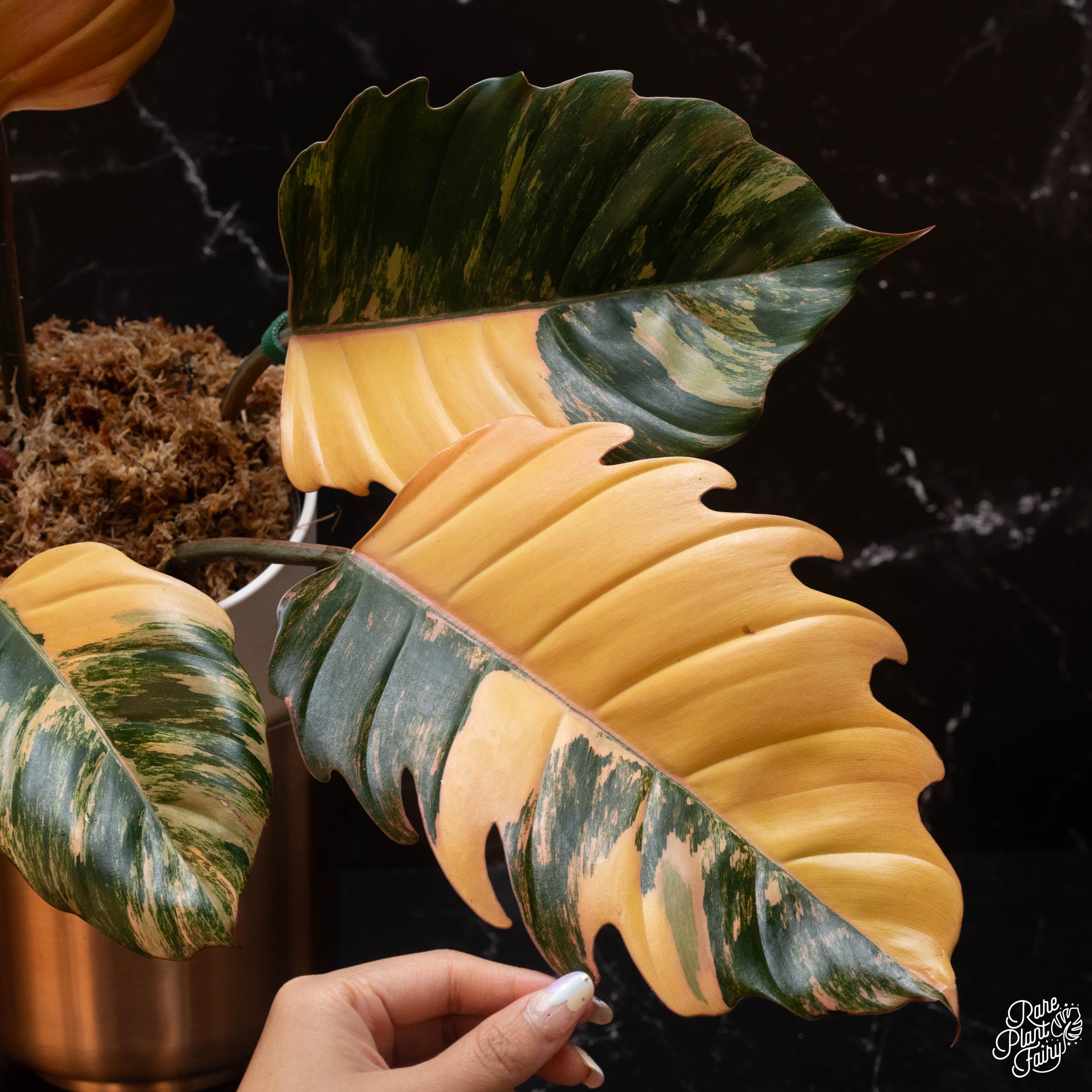 Caramel marble philodendron - Etsy 日本 Caramel marble philodendron - Etsy 日本