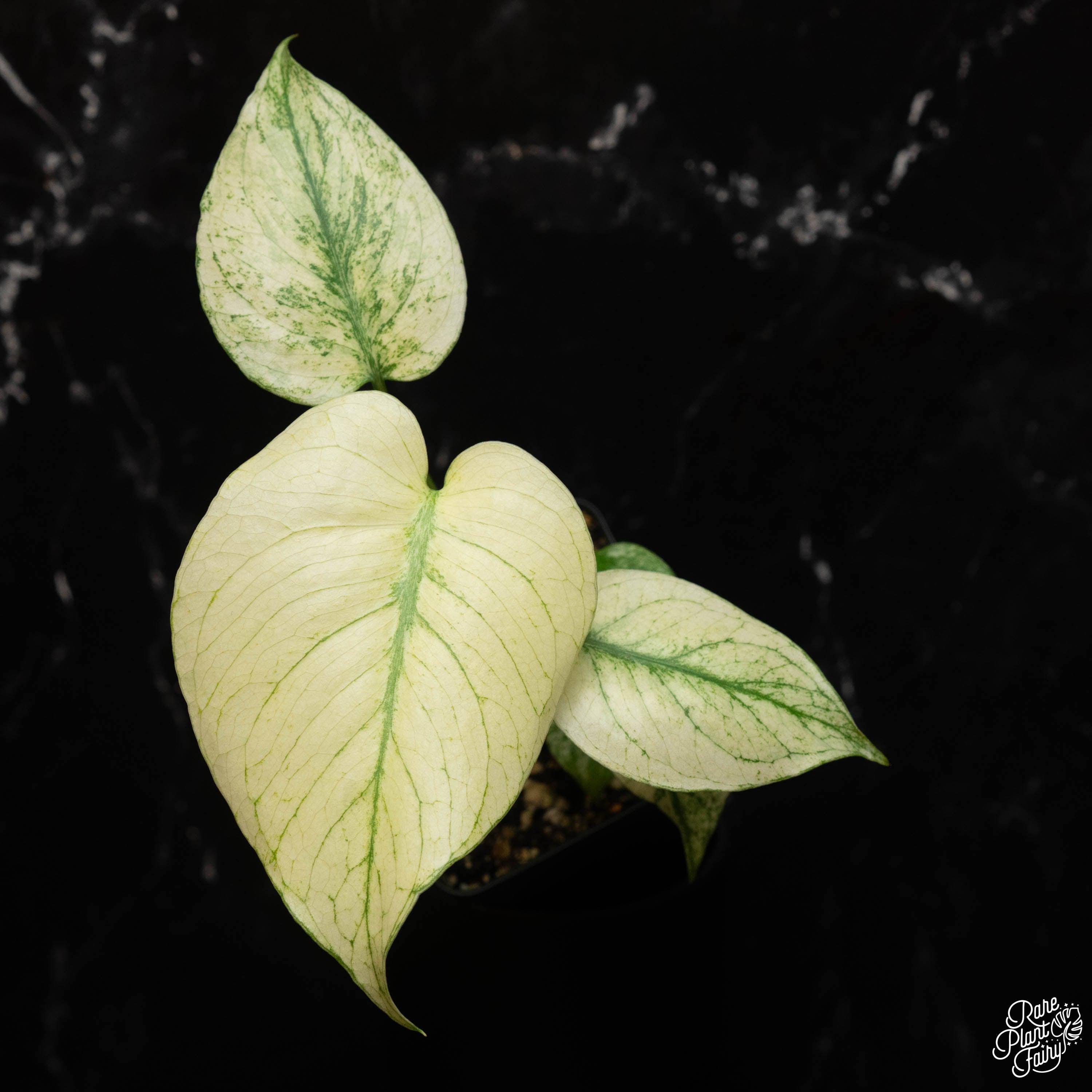 lipstick plant Pink Lipstick Plant For Sale – Logee's Plants main image 0
