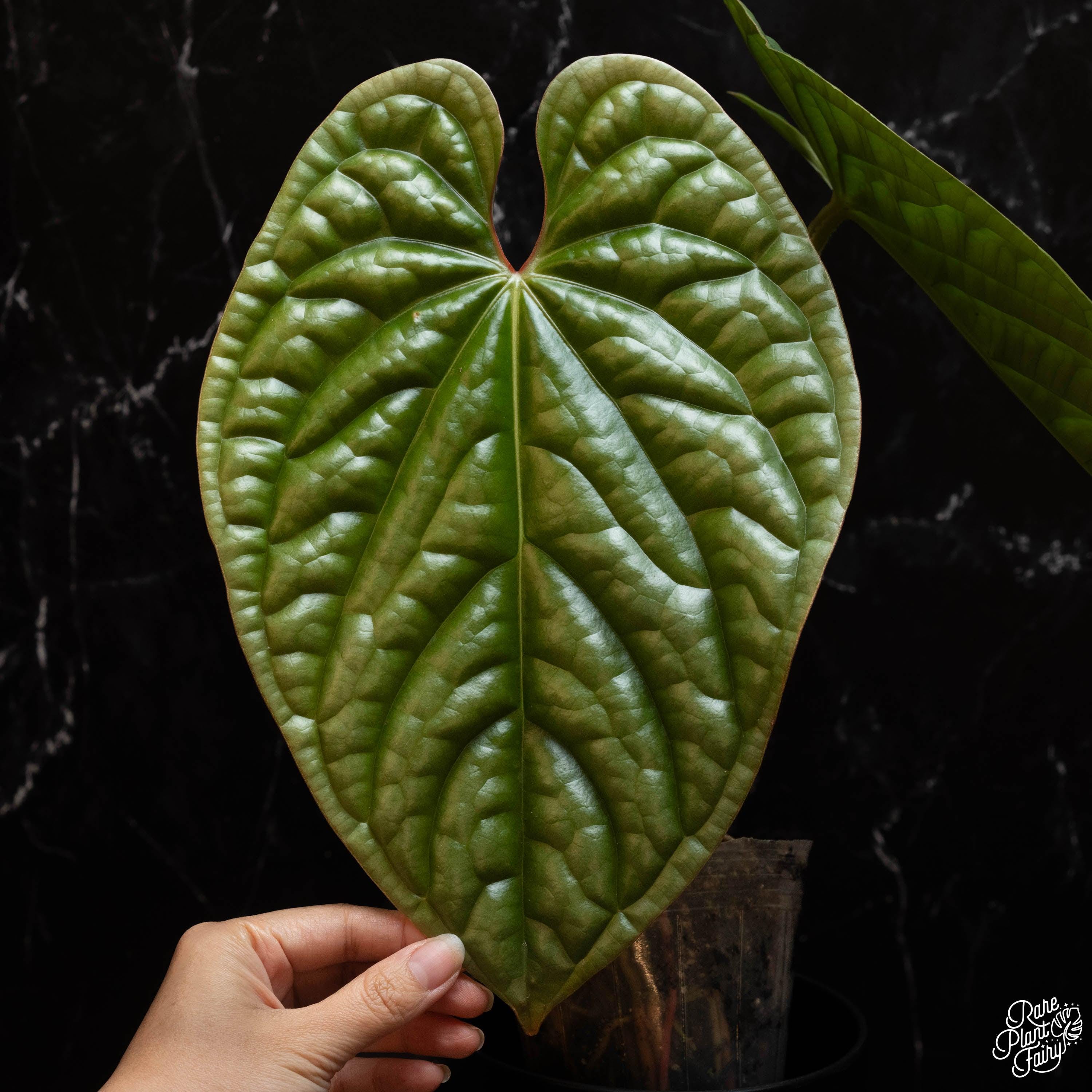 Anthurium Luxurians Seed - Etsy Hong Kong