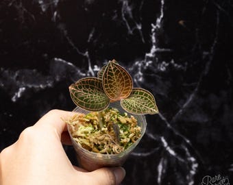 Anoectochilus Roxburghii Variegata Variegated 1.7