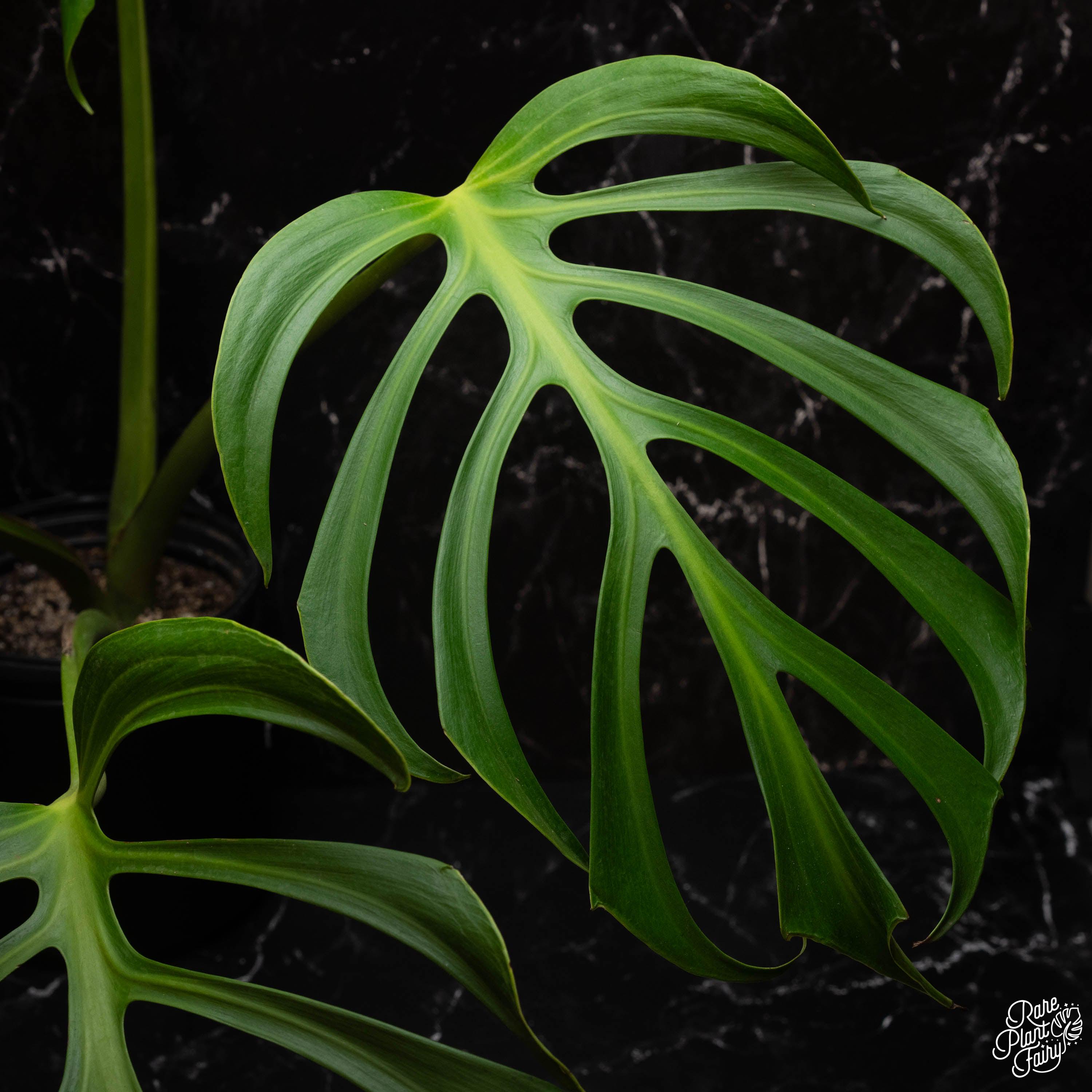 monstera minima kaufen Philodendron Mini Monstera Minima - Live Tropical Houseplants For Sale main image 1