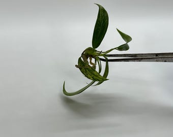 Philodendron Joepii (Low Color|Revert)Tc Plantlet