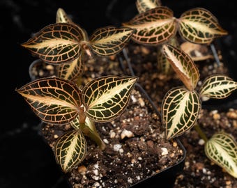 Anoectochilus Roxburghii Variegated (jewel Orchid) - Etsy