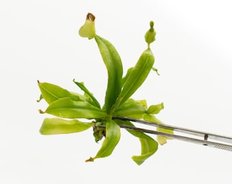 Nepenthes Mirabilis Tc Plantlet