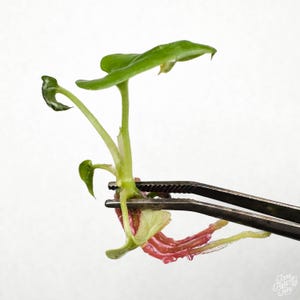 Anthurium Luxurians Tc Plantlet image 3