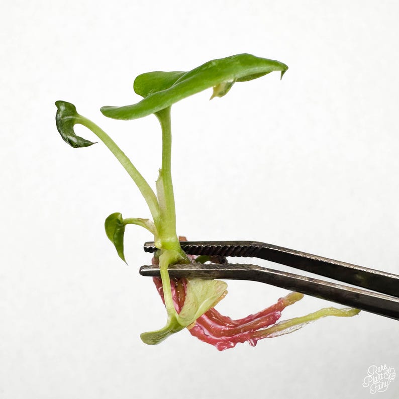 Anthurium Luxurians Tc Plantlet image 3
