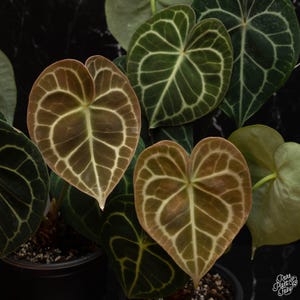 Anthurium Clarinervium Tc Pflänzchen
