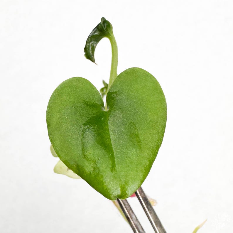 Anthurium Luxurians Tc Plantlet image 2