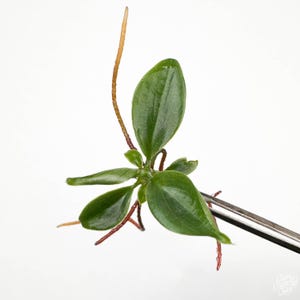 Philodendron &#39;Fuzzy Petiole&#39; Tc Plantlet