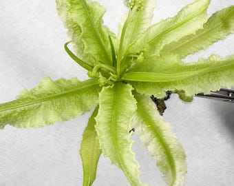 Drosera Adelae 'Lance-Leaved Sundew' Tc Plantlet