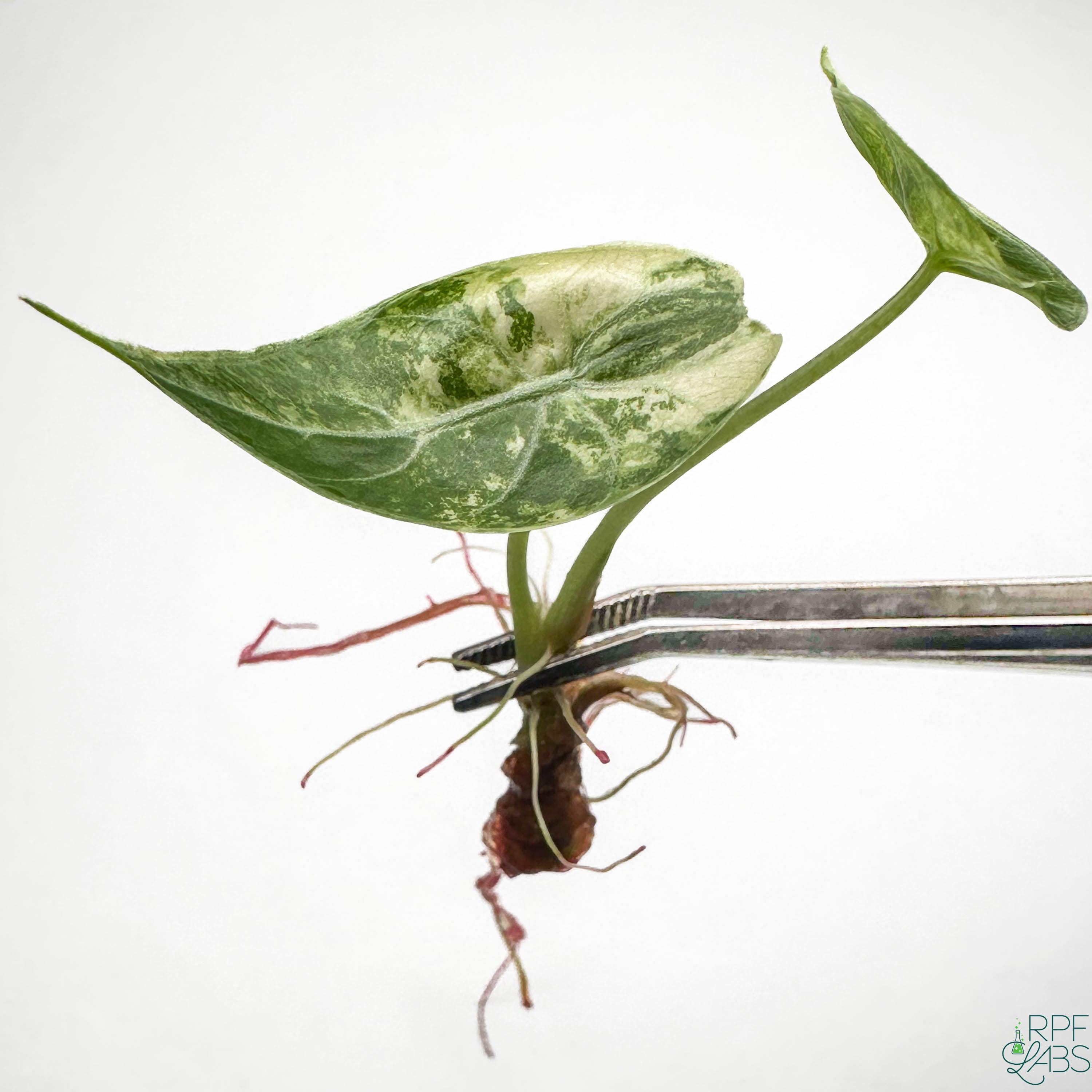 Alocasia watsoniana - Etsy 日本 Alocasia watsoniana - Etsy 日本