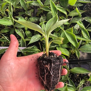 Banana Dwarf Cavendish 3 Inch Liner