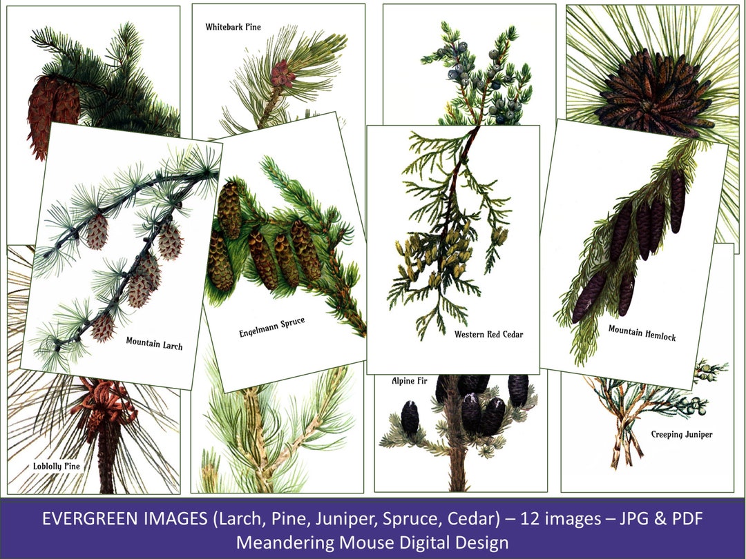 EVERGREEN TREE - Clipart Images - Etsy