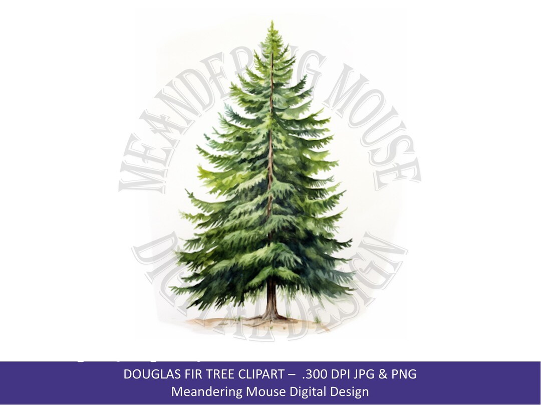 DOUGLAS FIR TREE Watercolor Fir Tree Evergreen Pastel Etsy