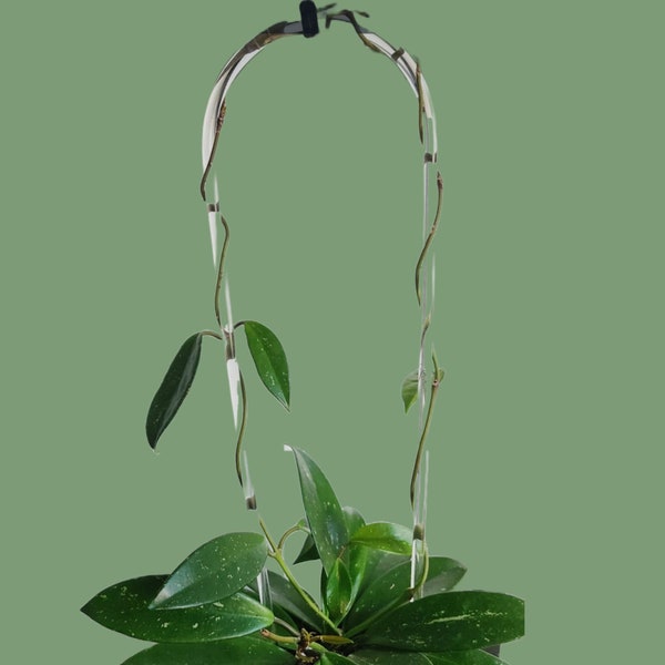 Hoya Trellis |Indoor Plant Support |Tropical Plant Care | Arc Shaped Clear Trellis | Hoya| Plant Gift |Plant Trellis |Plant climbing