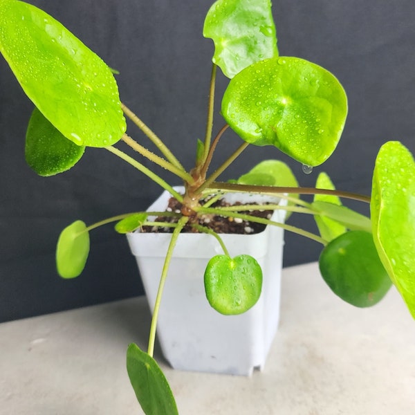 Pilea Peperomioides Baby Plant| Starter Plant | UFO Plant | Chinese Money Plant |3" Pot | Succulent | Houseplant