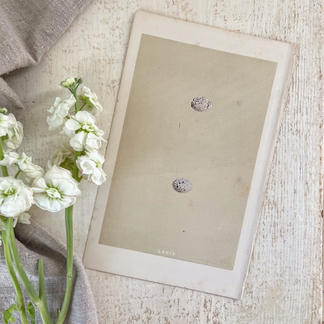 Images De Cloche Verre Transparent – Téléchargement Gratuit Sur Freepik