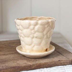Puede incluir: Maceta de cerámica de color crema con un diseño texturizado en forma de burbujas. La maceta se asienta sobre un platillo a juego. La maceta tiene un borde ligeramente irregular y ondulado. La maceta y el platillo están sobre una superficie de madera.