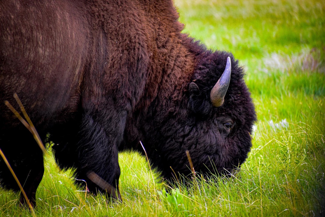 Instant Digital Download | American Buffalo Photograph - Etsy