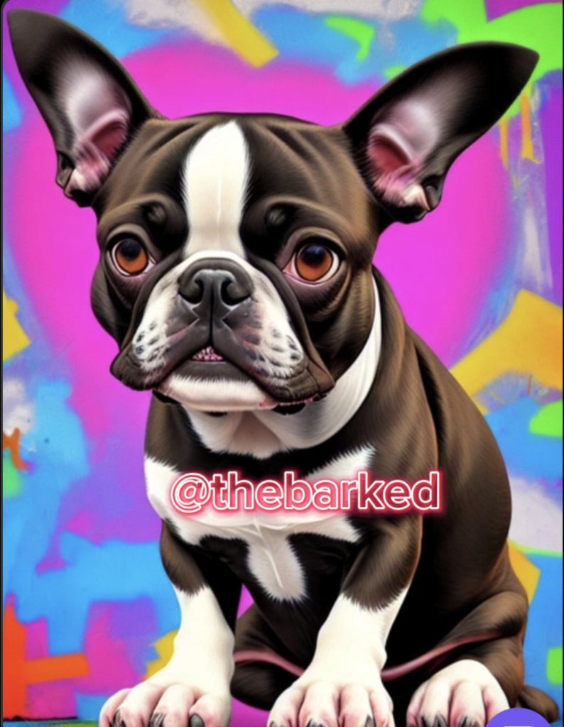 K&ouml;nnte beinhalten: Ein schwarz-wei&szlig;er Boston Terrier Welpe sitzt auf einem bunten Hintergrund. Der Welpe hat braune Augen und einen wei&szlig;en Fleck auf der Brust. Der Text "@thebarked" ist auf dem Bild sichtbar.