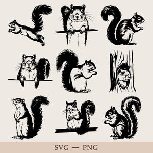 Squirrel SVG, Squirrel Svg Bundle, Squirrel Silhouette, Squirrel Clipart, Squirrel Vector, Squirrel Png, Woodland Animal Svg, Animal Png