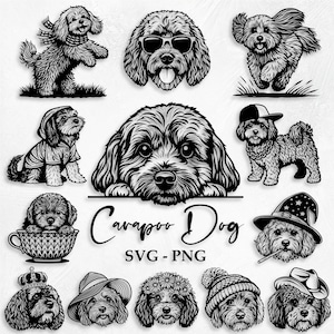 Cavapoo SVG-paket, kikar Cavapoo Svg, Cavapoo-silhuett, rolig Cavapoo, Cavapoo Clipart, Cavapoo-vektor, hund Svg, hund Png, Cavapoo Png