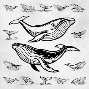 Whale SVG, Humpback Whale Svg, Whale Png, Whale Clipart, Whale Vector, Whale Silhouette, Ocean Svg, Sea Life Svg, Sea Animal Svg