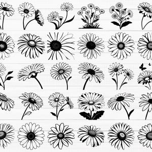 Daisy SVG Bundle, Daisy Silhouette, Daisy Clipart, Daisy Flower Svg, Daisy Decals, Floral Svg, Flower Clipart, Daisy Vector, Daisy Png