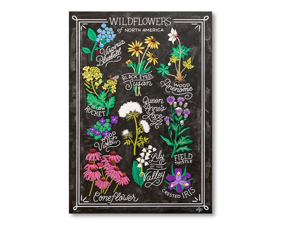 Wildflowers of North America, Hand Lettered Digital Fine Art Print