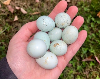 Quail Eggs | One Dozen Celadon Quail Eggs