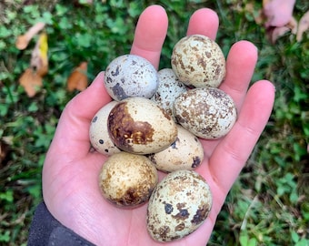 Quail Eggs | One Dozen Coturnix Quail Eggs | Assorted Colors