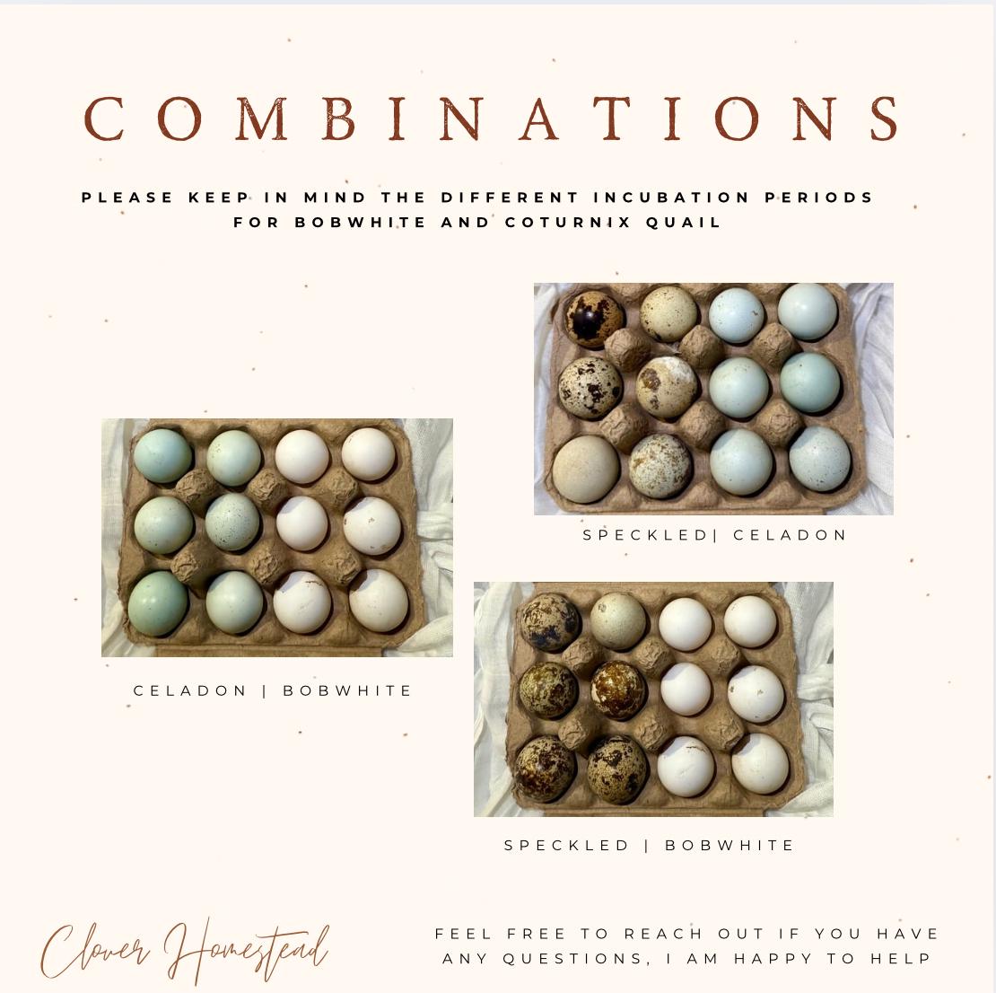 Quail Eggs | Combination Listing