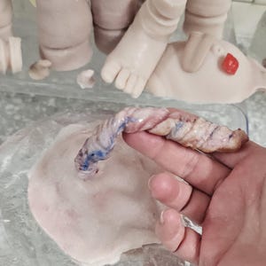 Pu&ograve; includere: Un modello in silicone di cordone ombelicale e placenta per bambole, caratterizzato da un cordone ritorto testurizzato rosa pallido con dettagli di vene blu, attaccato a una base placentare piatta, rotonda e color carne, vicino ad arti di bambola.