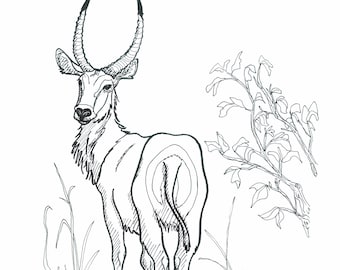 Waterbuck | Art Print