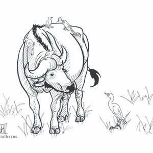 Cape Buffalo | Art Print