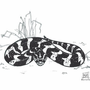 May include: Black and white ink drawing of a snake curled up in the grass. The snake has a patterned body with black and white stripes. The drawing is signed "IBM" and "@artofbeans".