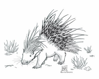 Cape Porcupine | Art Print