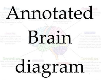 Alevel Psychology Annotated Brain