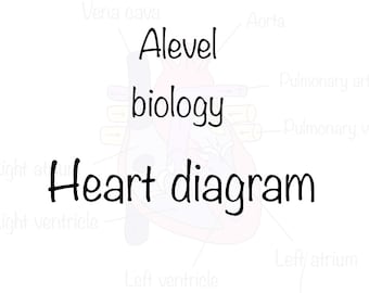 Alevel biology heart diagram