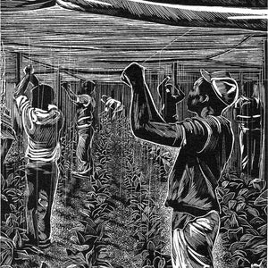 Hadley Tobacco Workers wood engraving