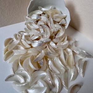 May include: A collection of iridescent, pearlescent seashells spilling from a white, scalloped-edge bowl. The shells are a creamy white with subtle silver highlights, creating a luminous effect. The shells are scattered on a white surface.