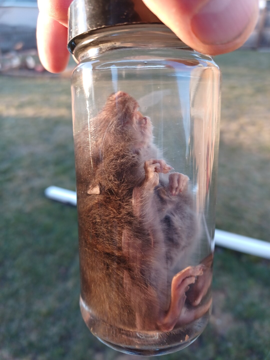Preserved Brown Rat Wet Specimen in Jar Real Taxidermy Animal in Jar