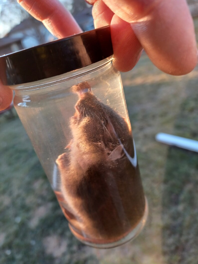 Preserved Brown Rat Wet Specimen in Jar Real Taxidermy Animal in Jar