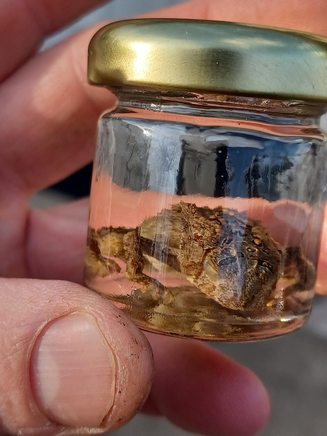 Preserved Toad Wet Specimen Small Toad in Glass Jar, Real Taxidermy ...