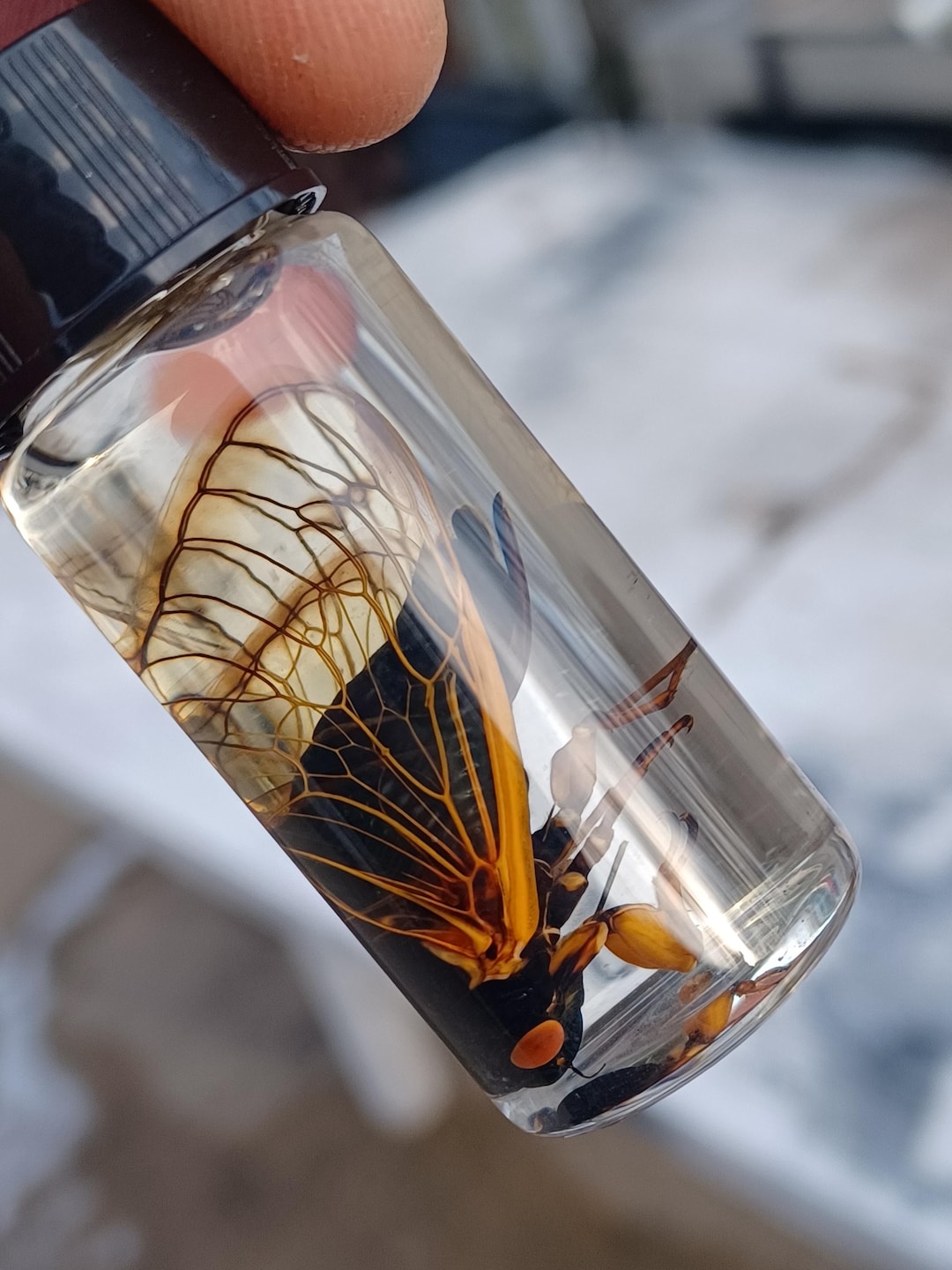 Preserved Periodical Cicada Brood XIII 1.5