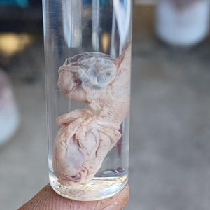 May include: A clear glass test tube containing a preserved biological specimen suspended in liquid. The specimen is pale, fleshy, and irregularly shaped with visible folds and textures, appearing to be a small anatomical or organic tissue sample.